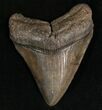 Megalodon Tooth - South Carolina #7495-1